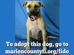 Mastiff-Unknown Mix Dogs for adoption in Ocala, FL, USA