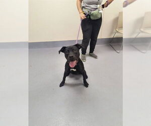 Mutt Dogs for adoption in Louisville, KY, USA