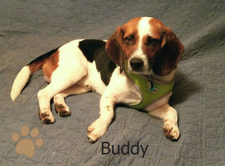 Medium Photo #1 Beagle Puppy For Sale in Norfolk, VA, USA