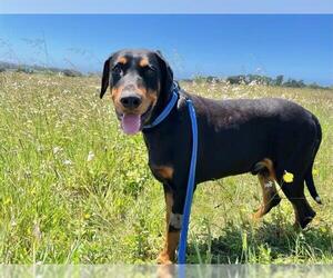 Doberman Pinscher Dogs for adoption in McKinleyville, CA, USA