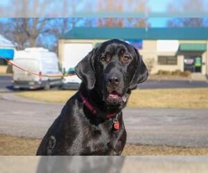 Labrador Retriever Dogs for adoption in Claremore, OK, USA