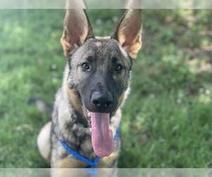 German Shepherd Dog Dogs for adoption in Tulsa, OK, USA