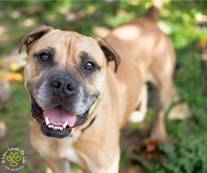 Boxer-Unknown Mix Dogs for adoption in Brownsboro, AL, USA