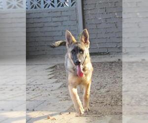 German Shepherd Dog Dogs for adoption in Lindsay, CA, USA