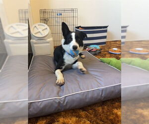 Border Collie-Unknown Mix Dogs for adoption in Ogden, UT, USA