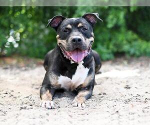 Rottweiler-Unknown Mix Dogs for adoption in Tavares, FL, USA