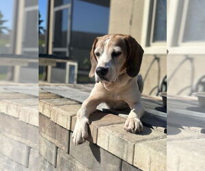 Beagle Dogs for adoption in Tampa, FL, USA