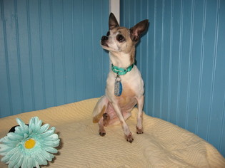 Chihuahua Dogs for adoption in Concord, NC, USA