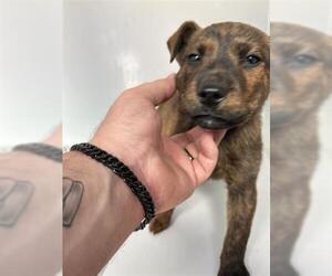 Labrador Retriever-Unknown Mix Dogs for adoption in Houston, TX, USA