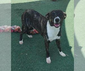 Catahoula Leopard Dog-Plott Hound Mix Dogs for adoption in Rockwall, TX, USA