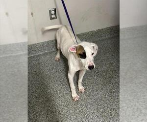 American Pit Bull Terrier-Unknown Mix Dogs for adoption in Houston, TX, USA