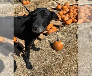 Labrador Retriever-Unknown Mix Dogs for adoption in San Antonio, TX, USA
