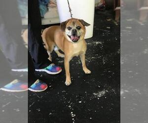 Puggle Dogs for adoption in Pawtucket, RI, USA
