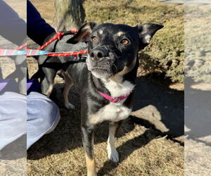 Labrador Retriever-Unknown Mix Dogs for adoption in GILBERTS, IL, USA