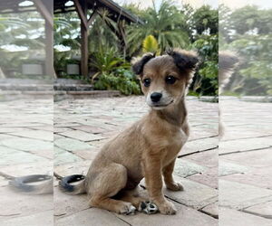 Ratshi Terrier Dogs for adoption in Royal Palm Beach, FL, USA