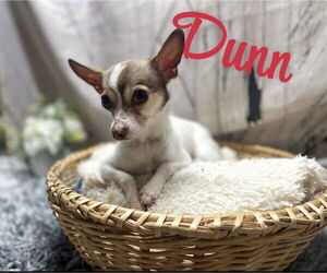 Chihuahua-Unknown Mix Dogs for adoption in Raleigh, NC, USA