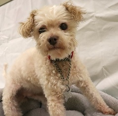Poodle (Miniature) Dogs for adoption in Kennesaw, GA, USA