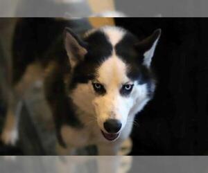 Siberian Husky Dogs for adoption in Walnut Creek, CA, USA