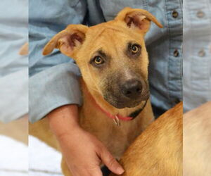 Mutt Dogs for adoption in Enfield, CT, USA