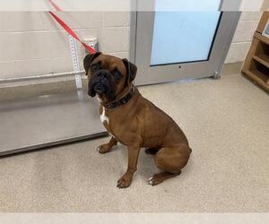 Boxer-Unknown Mix Dogs for adoption in Grand Prairie, TX, USA