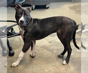 American Staffordshire Terrier Dogs for adoption in Tallahassee, FL, USA