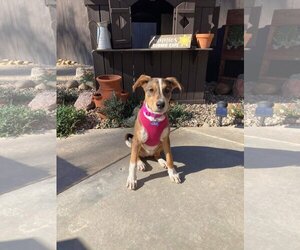 Basenji-Labrador Retriever Mix Dogs for adoption in Escondido, CA, USA