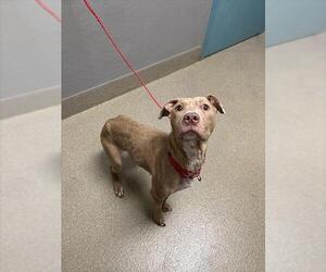 American Pit Bull Terrier-Unknown Mix Dogs for adoption in Las Vegas, NV, USA