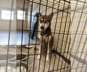Siberian Husky Dogs for adoption in Texas City, TX, USA