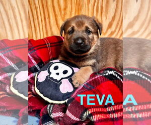 German Shepherd Dog-Unknown Mix Dogs for adoption in Alexander, AR, USA