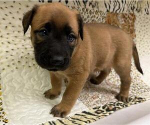 American Pit Bull Terrier-German Shepherd Dog Mix Dogs for adoption in HESPERIA, CA, USA