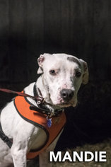 American Bulldog-Unknown Mix Dogs for adoption in belgium, WI, USA