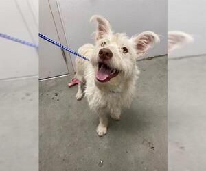 Norfolk Terrier Dogs for adoption in Rosenberg, TX, USA
