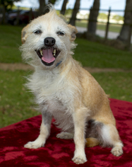 Norwich Terrier-Unknown Mix Dogs for adoption in Santa Fe, TX, USA