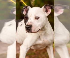 Bullboxer Pit Dogs for adoption in Johnson City, TN, USA