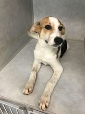 Border Collie Dogs for adoption in Stephens City, VA, USA