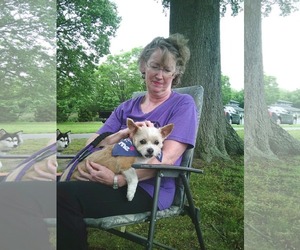 Poodle (Miniature)-Unknown Mix Dogs for adoption in Oakhurst, NJ, USA