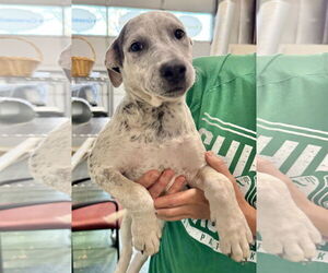 American Pit Bull Terrier-Coonhound Mix Dogs for adoption in GILBERTS, IL, USA