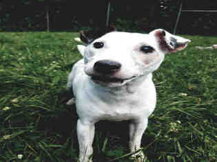 Parson Russell Terrier Dogs for adoption in Waterford, VA, USA