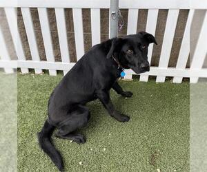 Labrador Retriever Dogs for adoption in Modesto, CA, USA