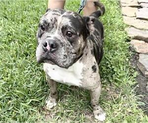 Bulldog-Unknown Mix Dogs for adoption in Houston, TX, USA