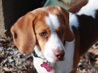 Medium Photo #1 Beagle Puppy For Sale in Cookeville, TN, USA