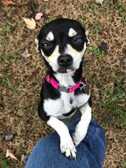 Chihuahua Dogs for adoption in Huntsville, AL, USA