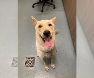 Labrador Retriever-Unknown Mix Dogs for adoption in Baytown, TX, USA