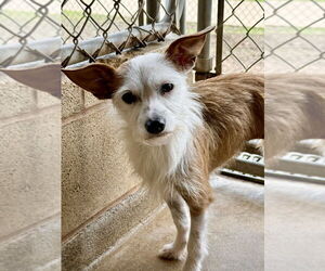 Medium Photo #3 Mutt Puppy For Sale in San Leon, TX, USA