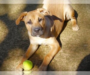 Medium Photo #1 Black Mouth Cur Puppy For Sale in Tallahassee, FL, USA