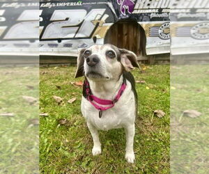 Beagle Dogs for adoption in Gloversville, NY, USA