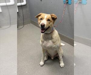 Siberian Husky-Unknown Mix Dogs for adoption in Las Vegas, NV, USA