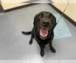 Labrador Retriever Dogs for adoption in Denver, CO, USA