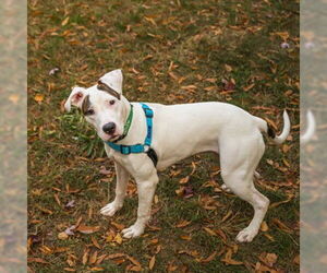 American Pit Bull Terrier Dogs for adoption in Waterford, VA, USA