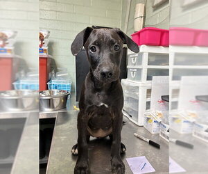 Labrador Retriever-Unknown Mix Dogs for adoption in Stockton, CA, USA